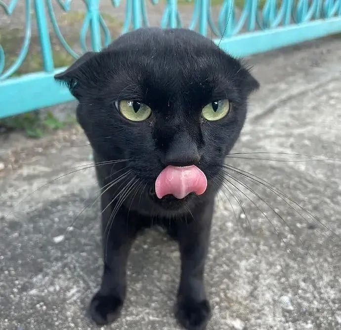 【宠物】网友差点被路边凶猫生吃掉，掏出猫条后，猫的态度反转了，给老子滚滚滚（组图） - 9