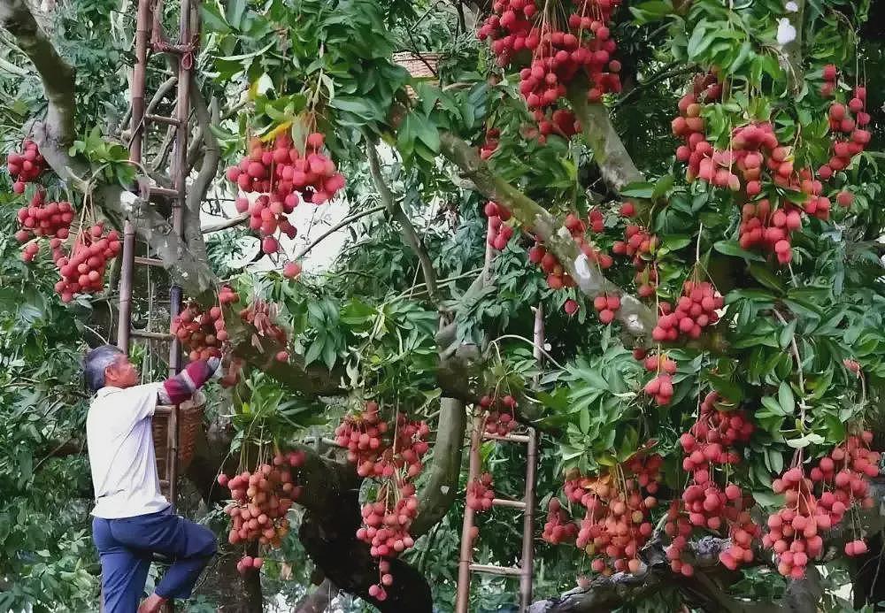荔枝60一斤卖给迪拜土豪：中国水果，完成了一次痛苦蜕变（组图） - 7