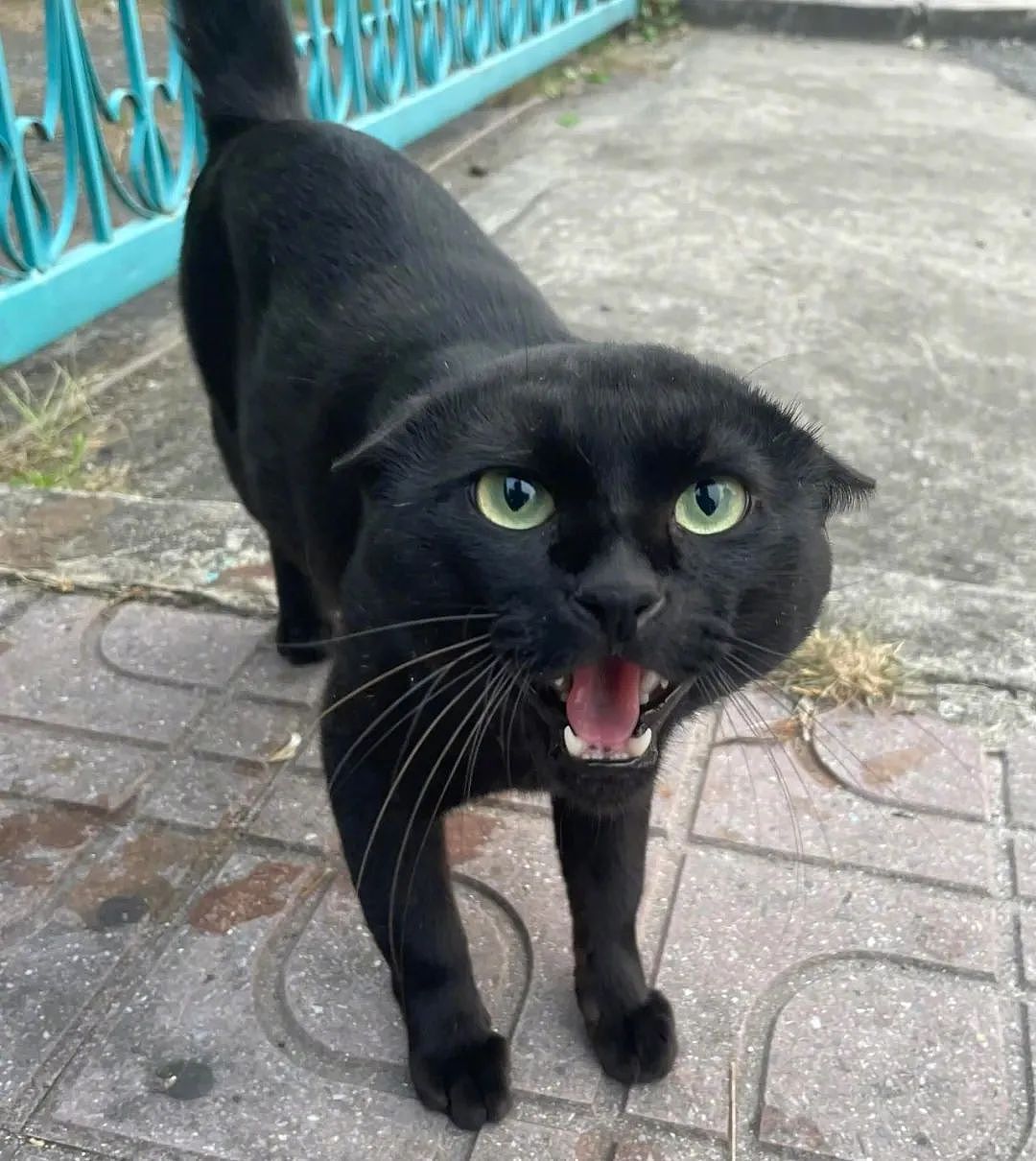 【宠物】网友差点被路边凶猫生吃掉，掏出猫条后，猫的态度反转了，给老子滚滚滚（组图） - 4