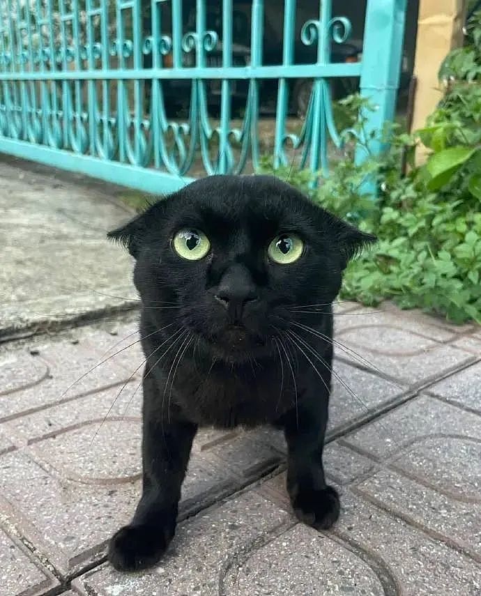 【宠物】网友差点被路边凶猫生吃掉，掏出猫条后，猫的态度反转了，给老子滚滚滚（组图） - 1