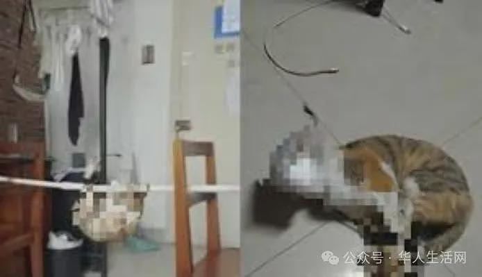 男大学生偷猫虐待致死，淋热水剁前爪后弃尸！学校通报：留校察看，暂停学业（组图） - 4