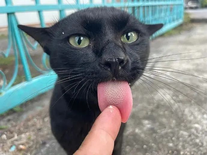 【宠物】网友差点被路边凶猫生吃掉，掏出猫条后，猫的态度反转了，给老子滚滚滚（组图） - 11