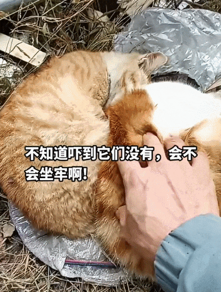 【宠物】网友差点被路边凶猫生吃掉，掏出猫条后，猫的态度反转了，给老子滚滚滚（组图） - 13