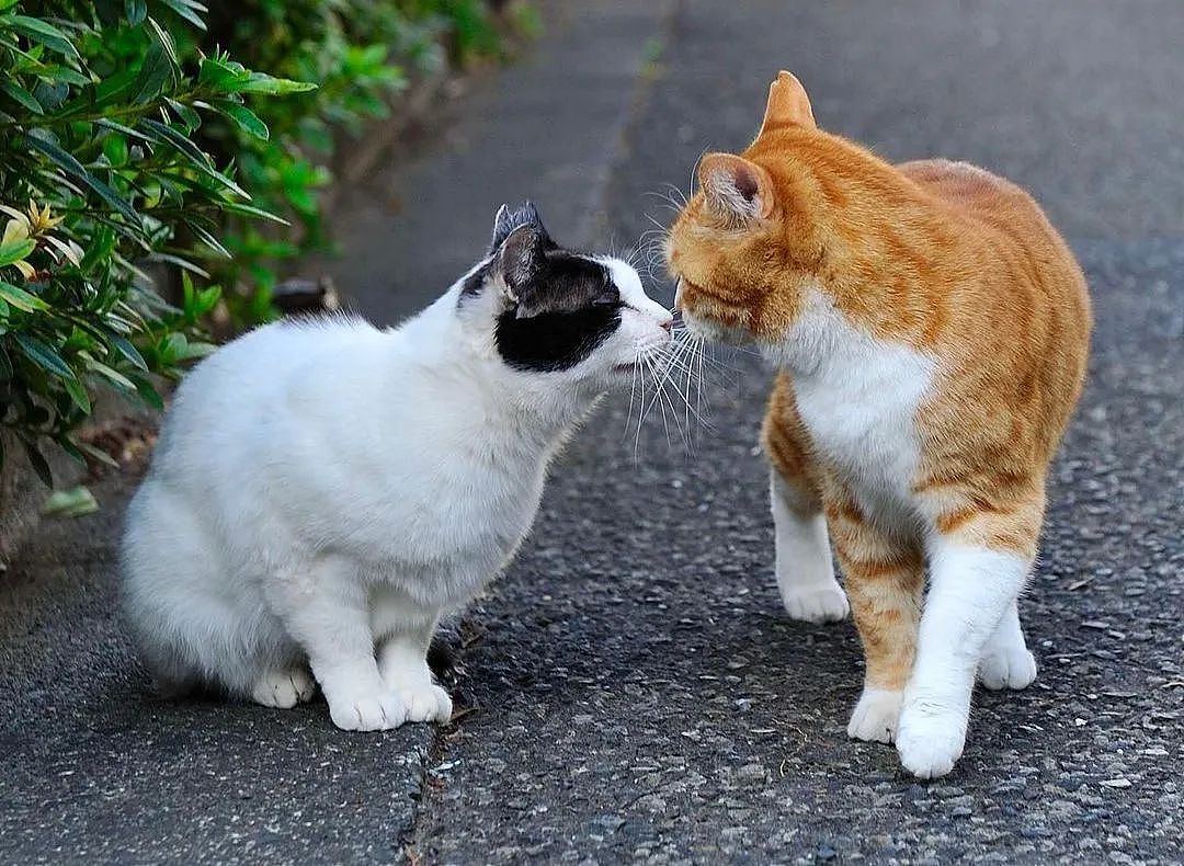 【宠物】网友差点被路边凶猫生吃掉，掏出猫条后，猫的态度反转了，给老子滚滚滚（组图） - 15