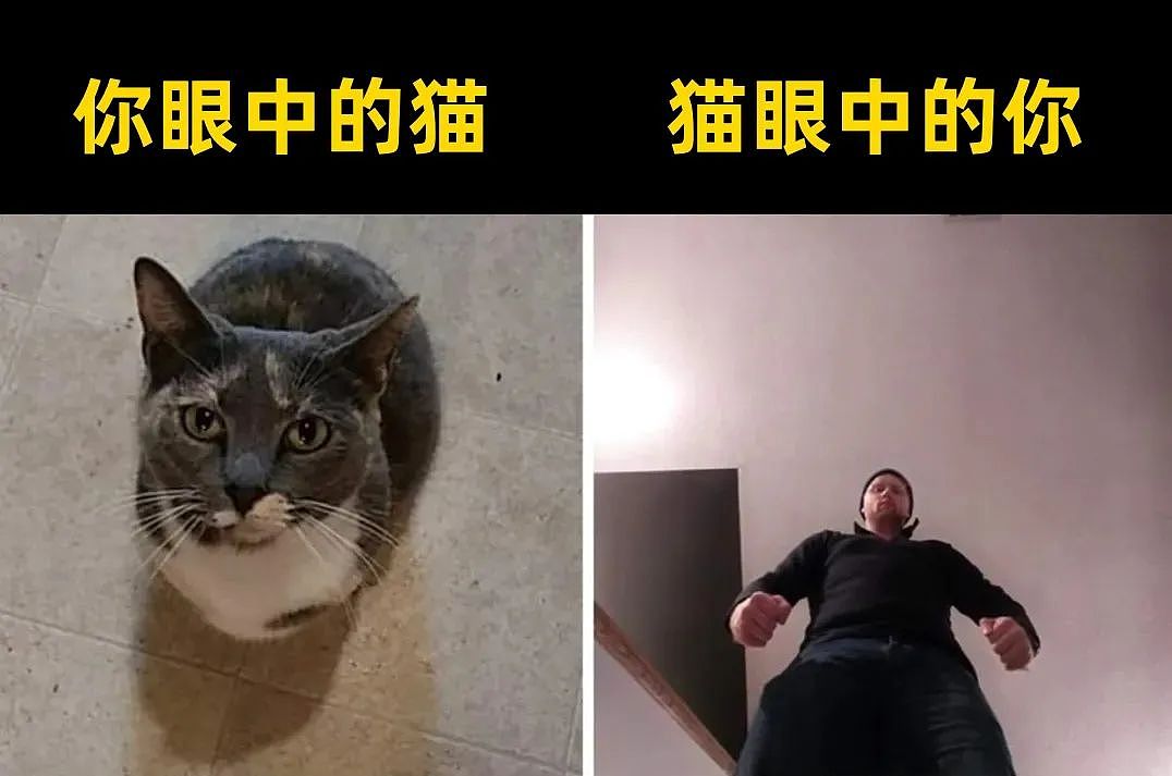 【宠物】网友差点被路边凶猫生吃掉，掏出猫条后，猫的态度反转了，给老子滚滚滚（组图） - 14