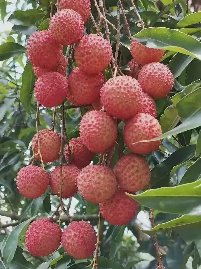 荔枝60一斤卖给迪拜土豪：中国水果，完成了一次痛苦蜕变（组图） - 16