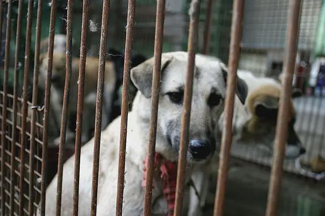 北京首例宠物投毒案第八次延审,中国民众热议动物保护立法(组图) - 1