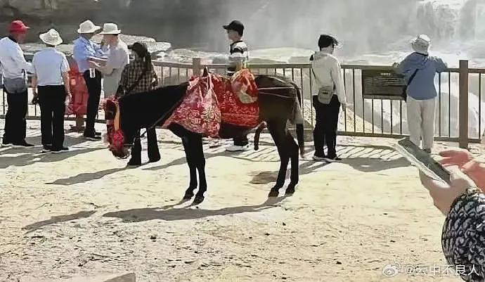 壶口瀑布公驴露生殖器遭游客投诉，景区整改给驴戴罩子，结果更显眼了（组图） - 1