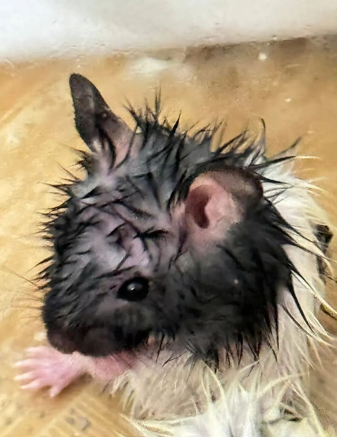 【爆笑】“千万不要把狗和仓鼠养在一起!”哈哈哈哈哈哈哈哈笑到发癫!(组图) - 6