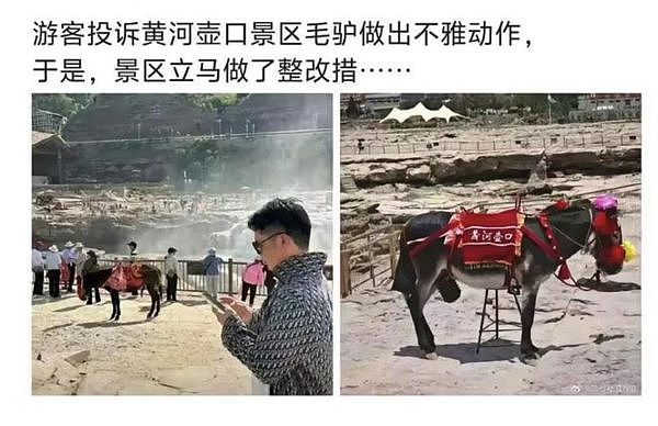 黄河壶口瀑布驴子下体遭戴套，原因竟是女游客检举外露不雅（组图） - 2