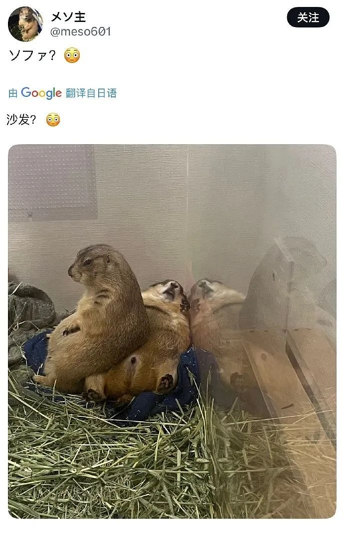 【爆笑】“千万不要把狗和仓鼠养在一起!”哈哈哈哈哈哈哈哈笑到发癫!(组图) - 39