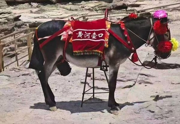 黄河壶口瀑布驴子下体遭戴套，原因竟是女游客检举外露不雅（组图） - 1