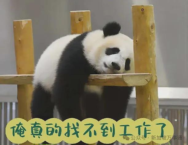 清华北大牛津毕业、NTU博士、新加坡PR！39岁学霸中年失业回中国送外卖…（组图） - 6