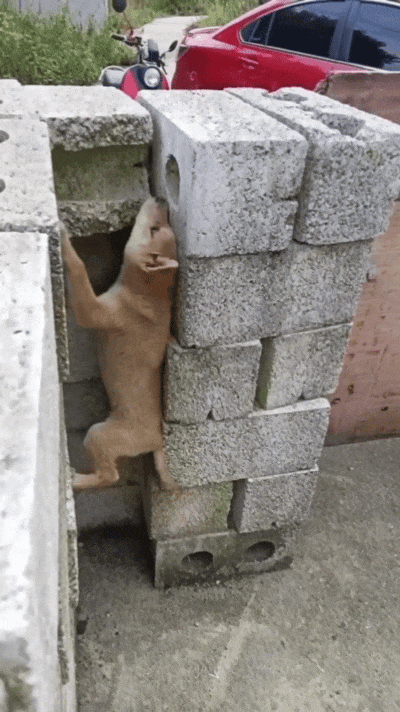 【宠物】小猫调戏被绳拴住的狗子，狗子气得原地爆炸：站那么远有什么意思，有本事你再靠近一点点啊...（组图） - 4