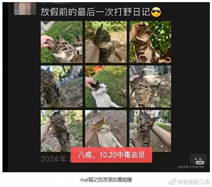 热搜上虐猫大学生考上事业编事件：是对“为人民服务”五个字最大的不敬（组图） - 5