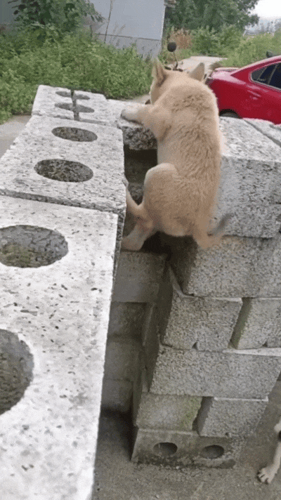 【宠物】小猫调戏被绳拴住的狗子，狗子气得原地爆炸：站那么远有什么意思，有本事你再靠近一点点啊...（组图） - 5