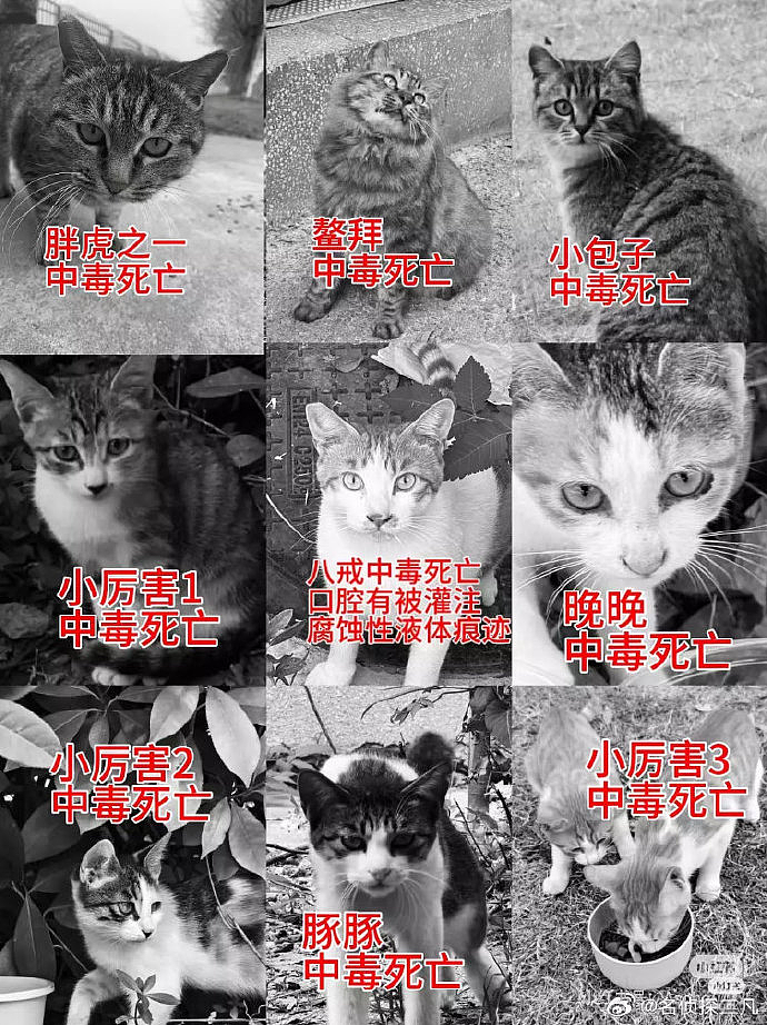 热搜上虐猫大学生考上事业编事件：是对“为人民服务”五个字最大的不敬（组图） - 4