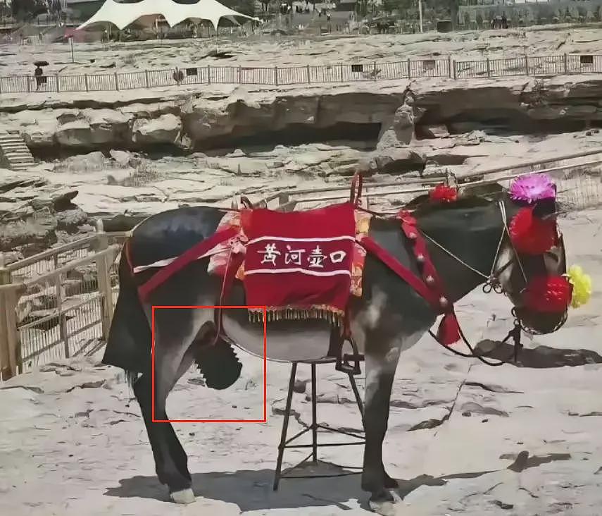当黄河壶口景区的毛驴,因暴露生殖器被戴了套儿(组图) - 1