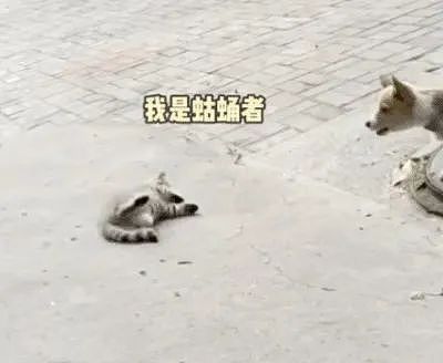 【宠物】小猫调戏被绳拴住的狗子，狗子气得原地爆炸：站那么远有什么意思，有本事你再靠近一点点啊...（组图） - 2