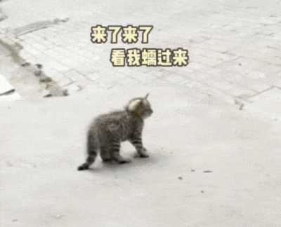 【宠物】小猫调戏被绳拴住的狗子，狗子气得原地爆炸：站那么远有什么意思，有本事你再靠近一点点啊...（组图） - 1