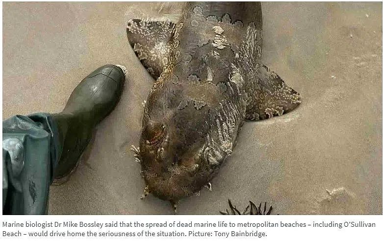 阿德顶尖私校被控拖欠91人薪资；南澳海滩惊现大量死鱼引热议！（组图） - 7