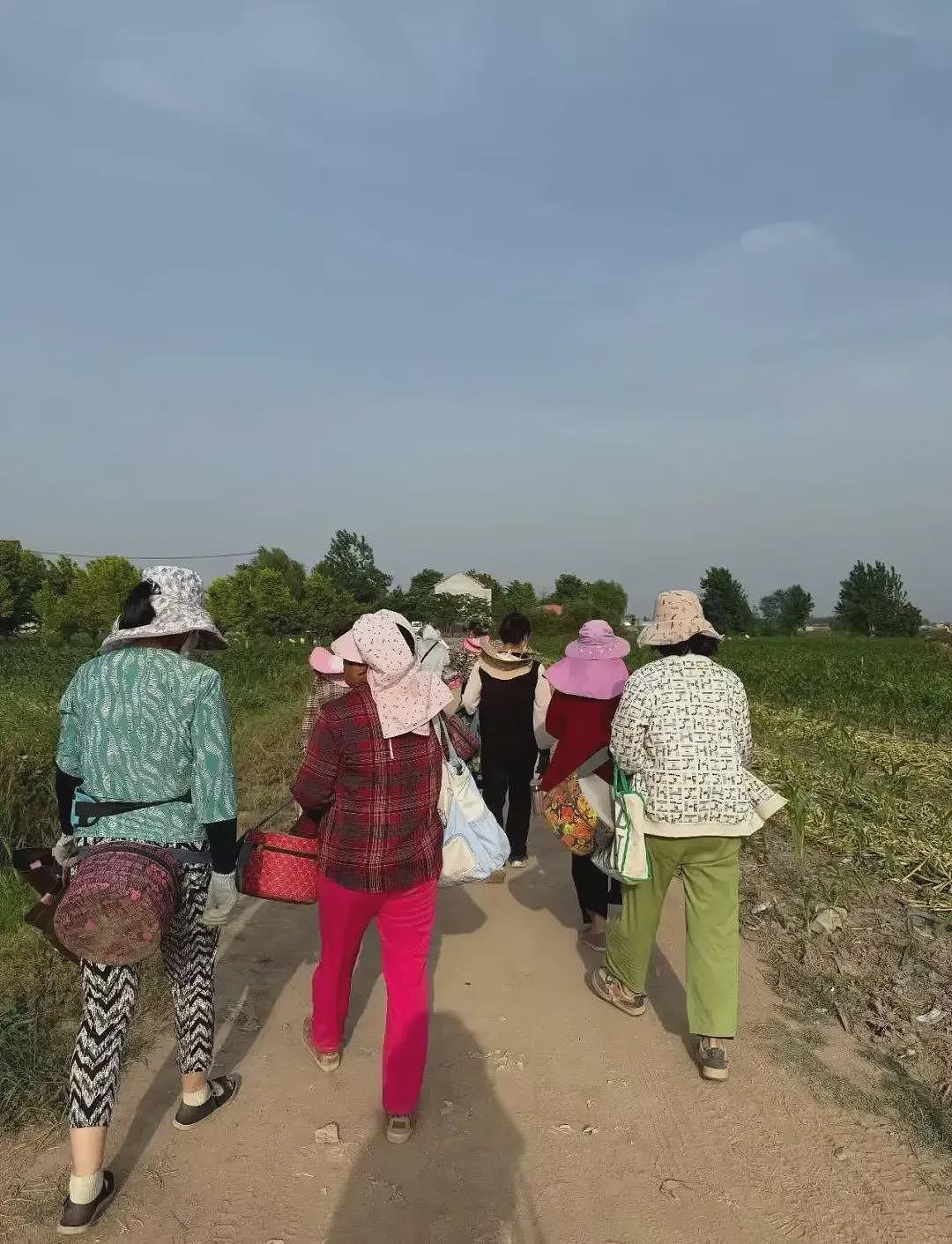 被工厂、工地淘汰后，这群大龄女工在土地间流动（组图） - 10