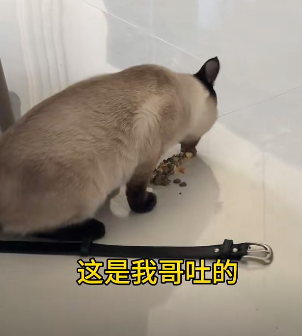 【宠物】妈妈晒给孩子的超小窄房，遭网友质疑虐童！结果镜头拉远全网破防：慈母多败儿啊....（组图） - 19