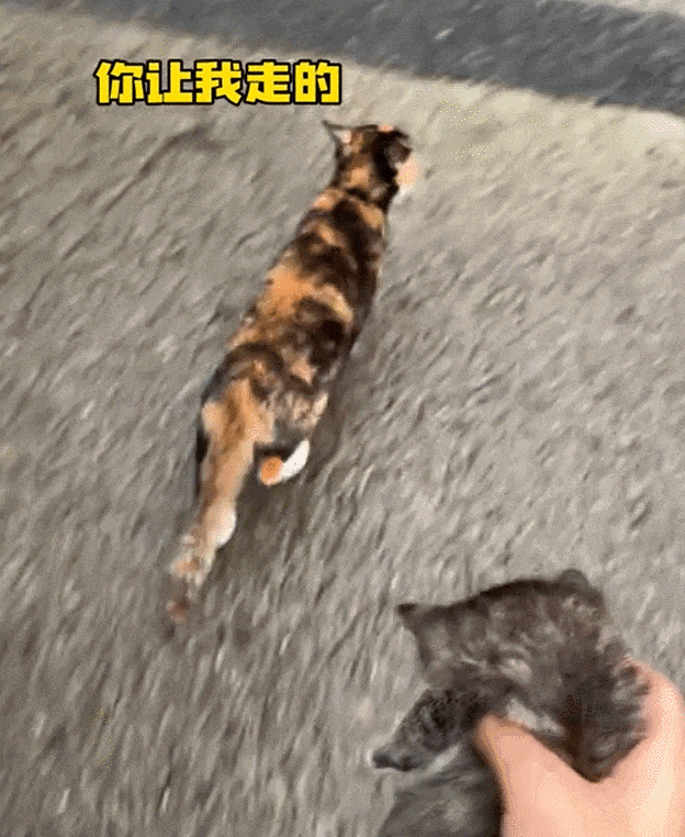 【宠物】妈妈晒给孩子的超小窄房，遭网友质疑虐童！结果镜头拉远全网破防：慈母多败儿啊....（组图） - 27