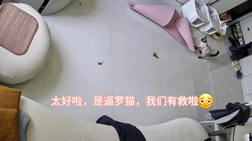 【宠物】妈妈晒给孩子的超小窄房，遭网友质疑虐童！结果镜头拉远全网破防：慈母多败儿啊....（组图） - 16