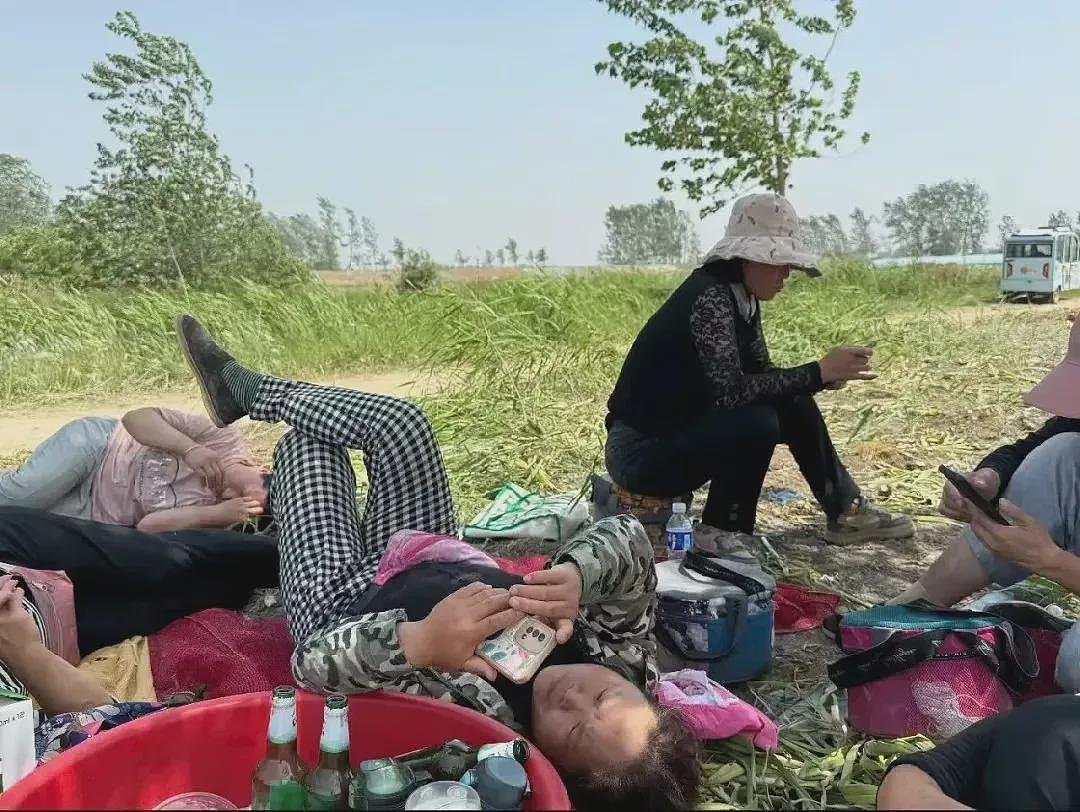 被工厂、工地淘汰后，这群大龄女工在土地间流动（组图） - 13