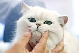 虐猫被处分的考生进入事业编政审，该否决吗（图） - 1