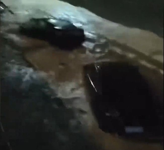 湖北咸丰遭遇极端暴雨，一夜之间水深2.5米，多辆车被洪水冲走（视频/组图） - 6