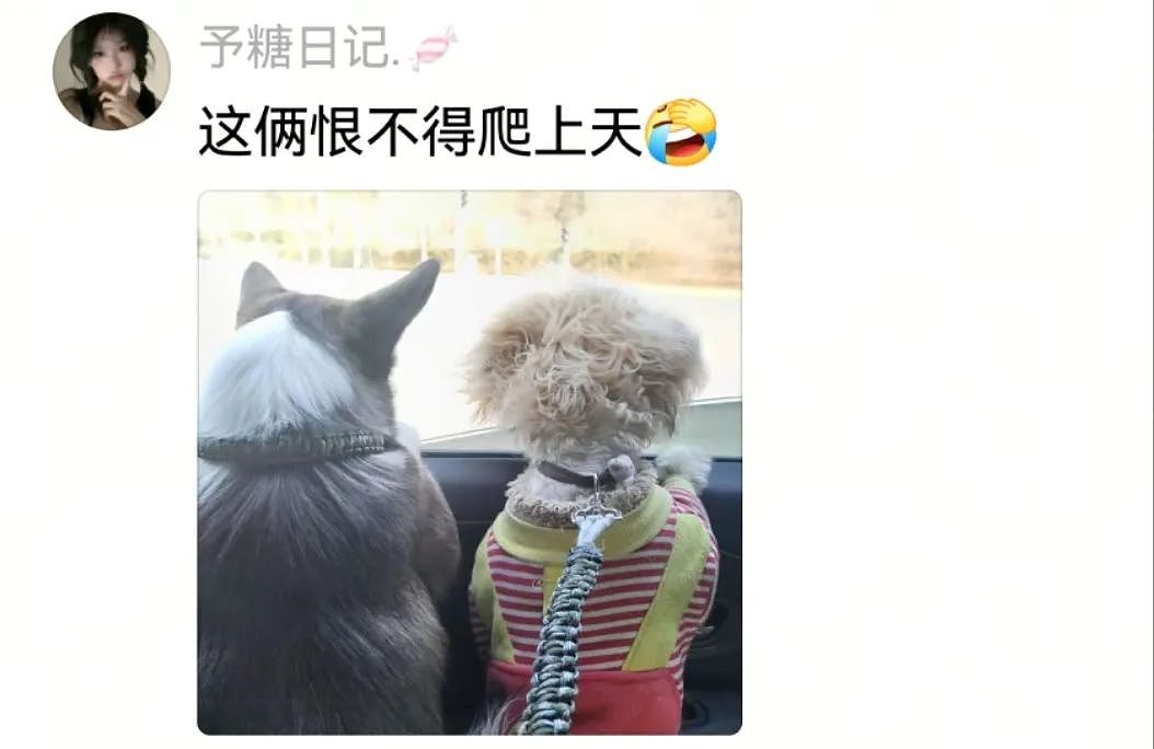 【宠物】狗子第一次坐主人车子小心翼翼，连脚都不敢放下，狗子：麻麻乖宝不累，乖宝只是心疼麻麻的新车...（组图） - 10
