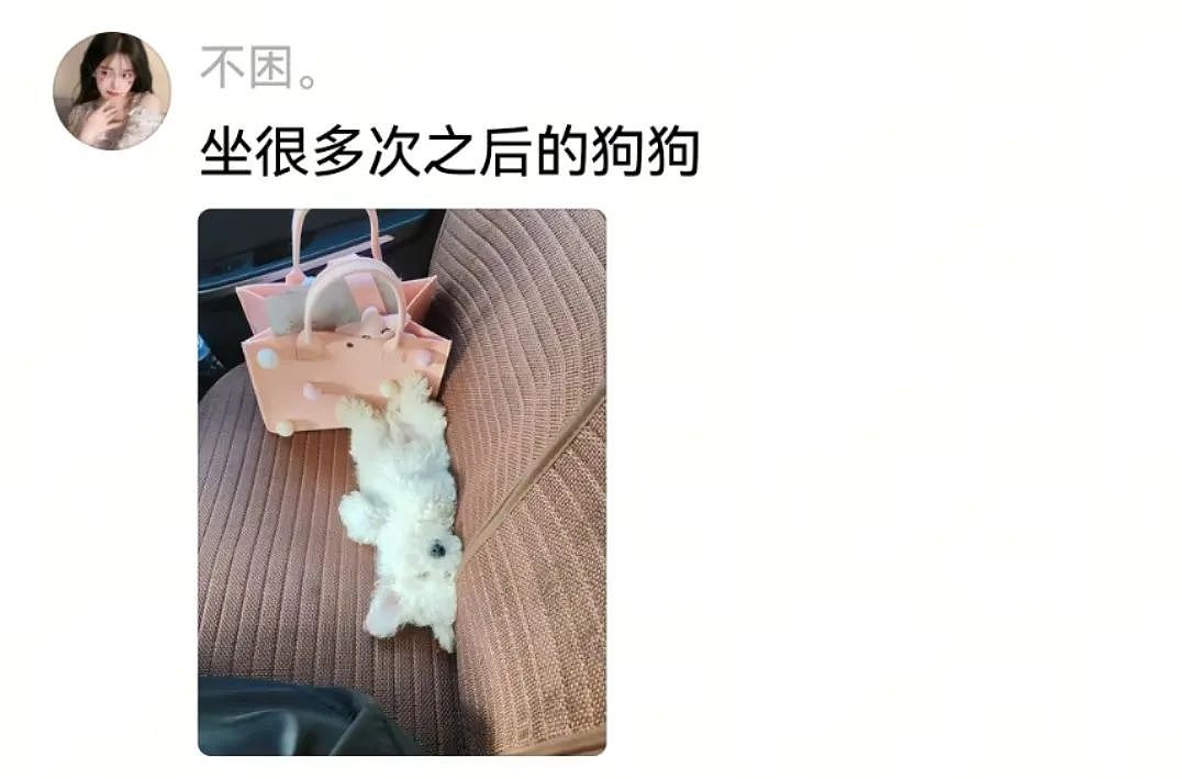 【宠物】狗子第一次坐主人车子小心翼翼，连脚都不敢放下，狗子：麻麻乖宝不累，乖宝只是心疼麻麻的新车...（组图） - 9