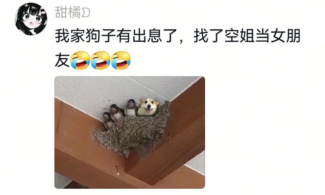【宠物】狗子第一次坐主人车子小心翼翼，连脚都不敢放下，狗子：麻麻乖宝不累，乖宝只是心疼麻麻的新车...（组图） - 5