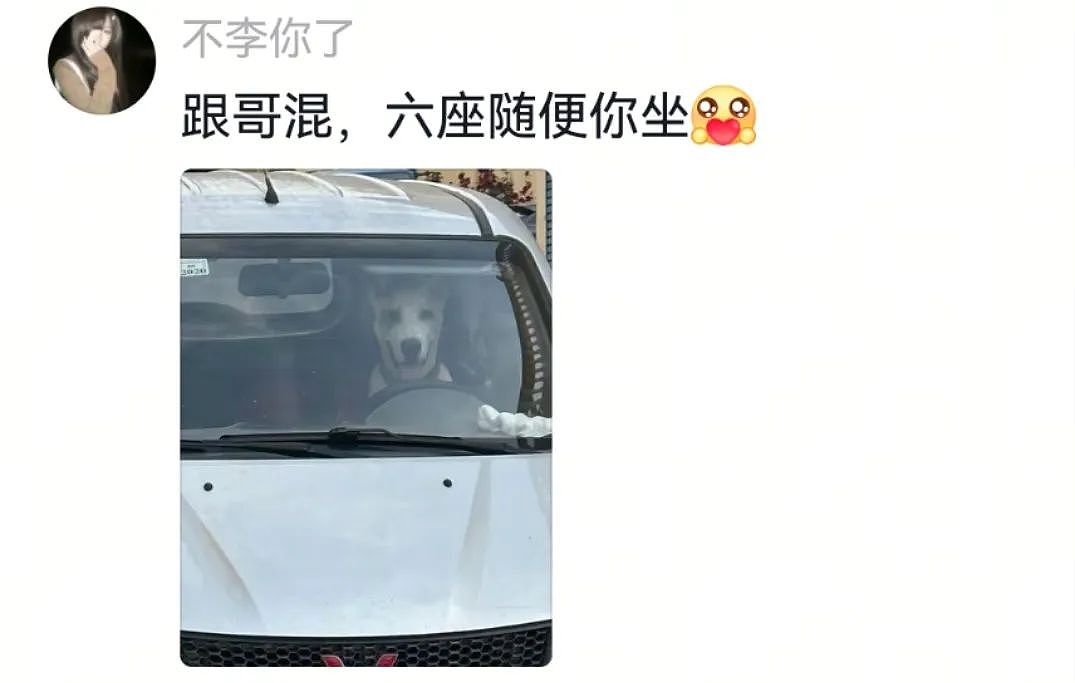【宠物】狗子第一次坐主人车子小心翼翼，连脚都不敢放下，狗子：麻麻乖宝不累，乖宝只是心疼麻麻的新车...（组图） - 8