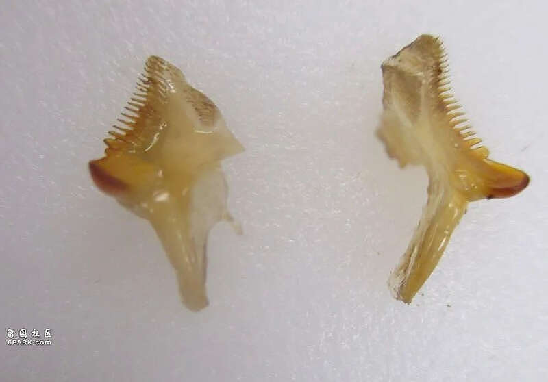龙虾能永生吗?110岁龙虾重返大海,龙虾:你还是把我煮了吧(组图) - 4