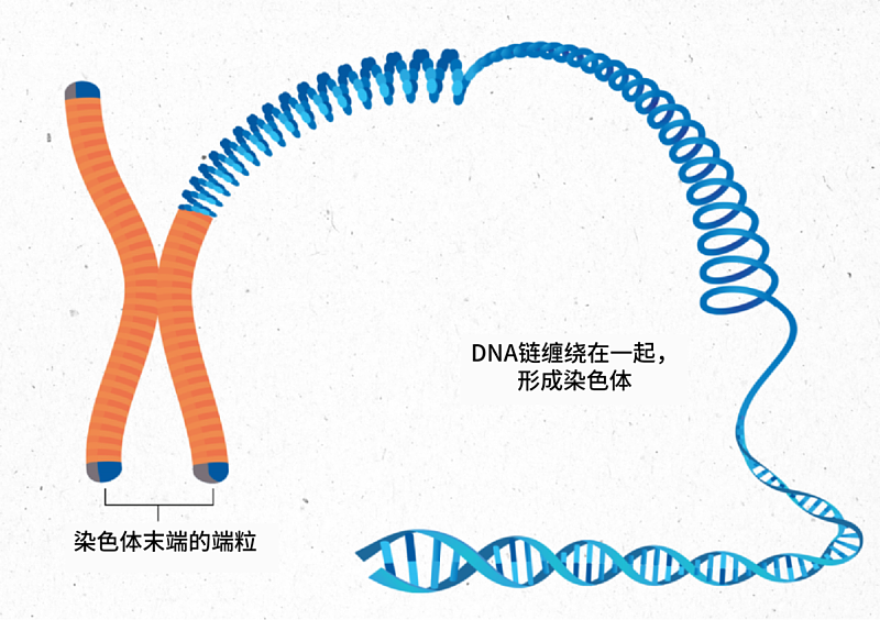 龙虾能永生吗?110岁龙虾重返大海,龙虾:你还是把我煮了吧(组图) - 5
