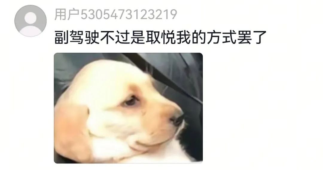 【宠物】狗子第一次坐主人车子小心翼翼，连脚都不敢放下，狗子：麻麻乖宝不累，乖宝只是心疼麻麻的新车...（组图） - 4