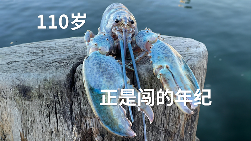 龙虾能永生吗?110岁龙虾重返大海,龙虾:你还是把我煮了吧(组图) - 1