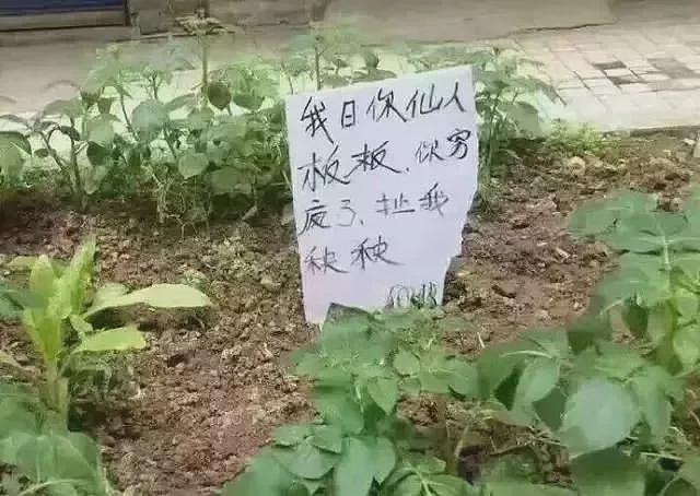 开玛莎拉蒂偷南瓜?这些“偷菜大军”简直刷新下限!邻居崩溃:大爷大妈能不能要点脸(组图) - 31