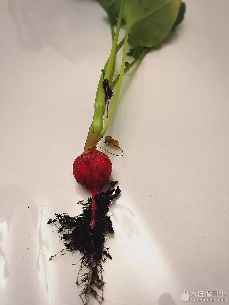 开玛莎拉蒂偷南瓜?这些“偷菜大军”简直刷新下限!邻居崩溃:大爷大妈能不能要点脸(组图) - 2