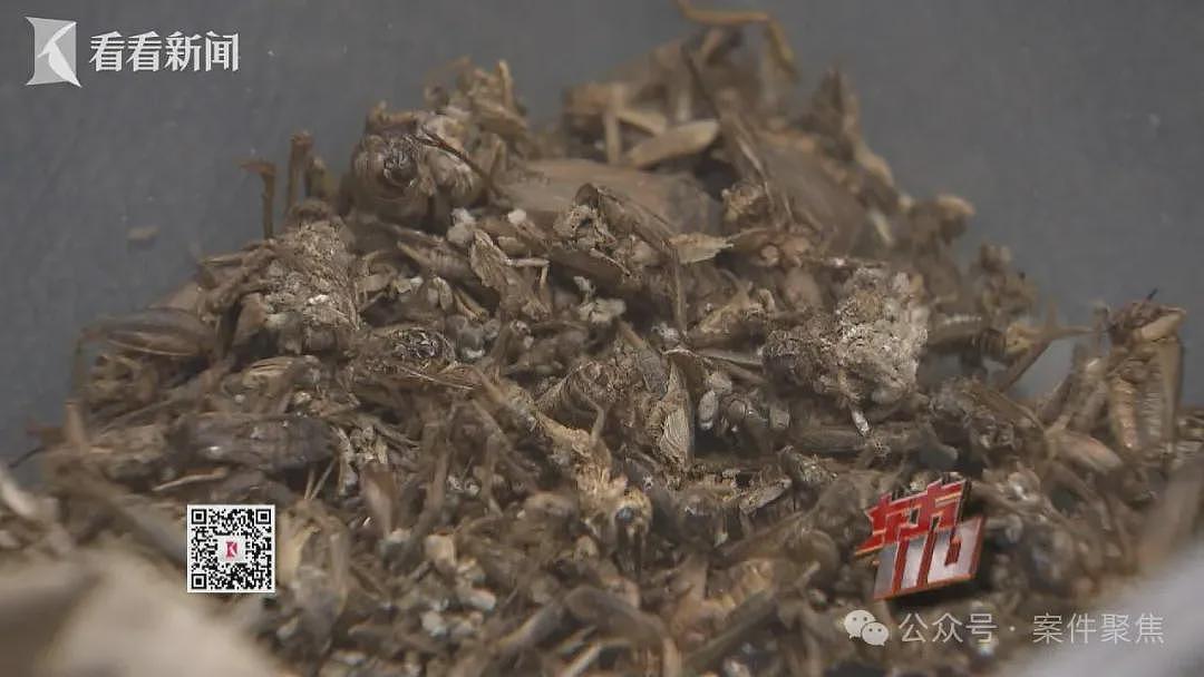 白嫖上瘾了?00后女孩上海2个月白吃白住被抓:买死蟋蟀诬陷宾馆,网购十几套衣服穿完退货,打车投诉司机嫖车费(组图) - 7