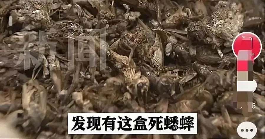 00后女孩上海靠颜值白嫖2个月不花一分钱,照片曝光长这样能值这么多?(组图) - 4