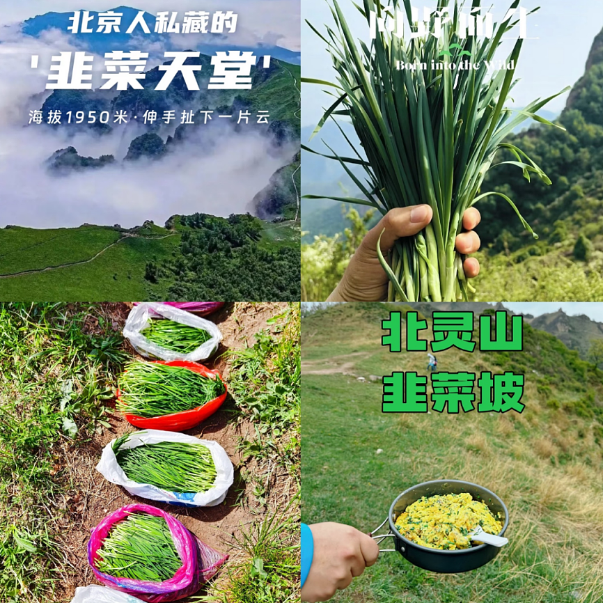 数千人涌入割韭菜，北京的这座山被“薅秃了”（组图） - 3