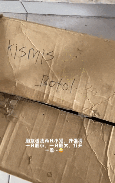 【爆笑】外卖小哥笑了5分钟才把餐给妹子，一打开人都傻了！是老板的猫拉里面了吗？（组图） - 10