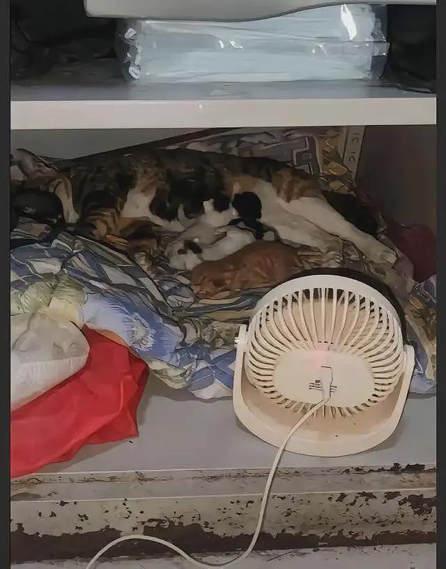 青岛宿管大爷热死!学生曝欠薪8月,老人把风扇让给流浪猫(组图) - 3