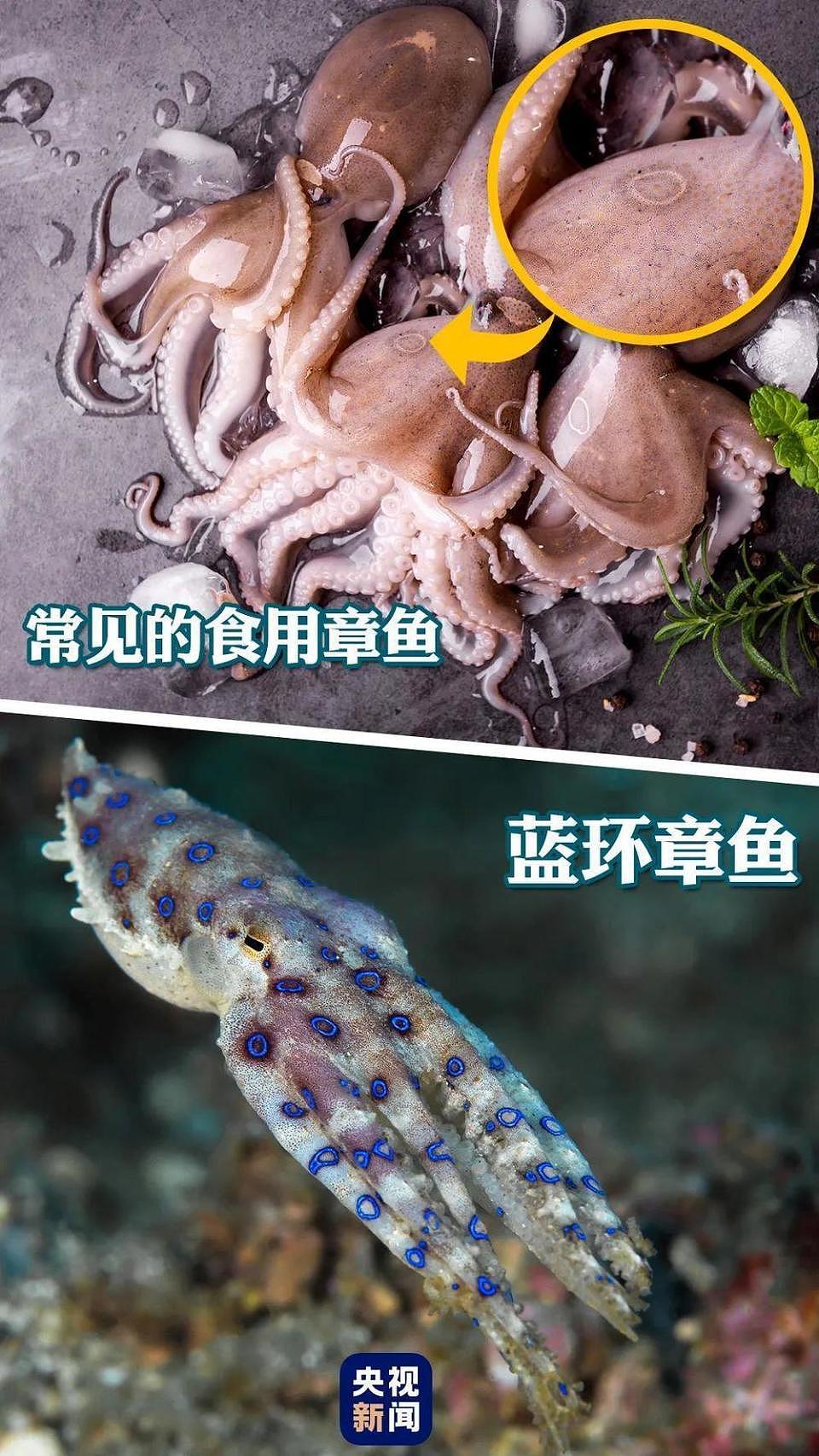 网红徒手捡“绝命毒师”上热搜！赶海时，这些“美丽杀手”千万别碰（组图） - 6