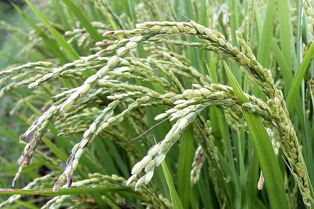 撑不住了!价格狂飙90%,连夜排队抢购,日本“米荒”真相很残酷(组图) - 7