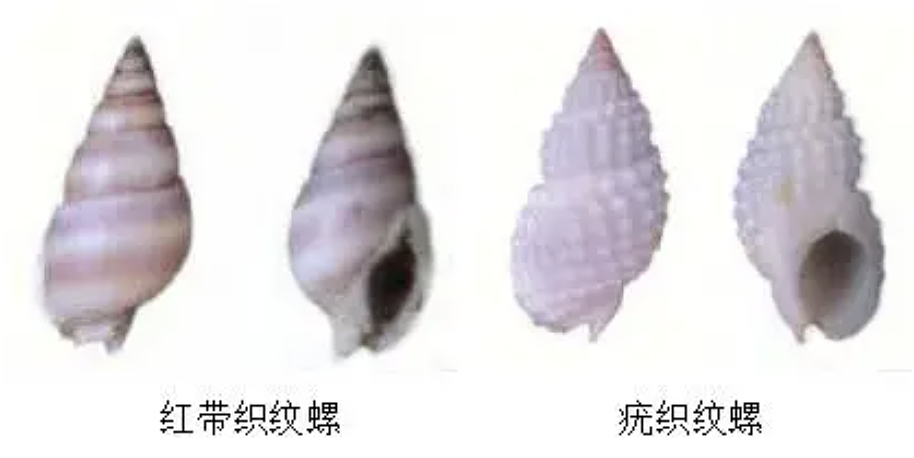 网红徒手捡“绝命毒师”上热搜！赶海时，这些“美丽杀手”千万别碰（组图） - 12